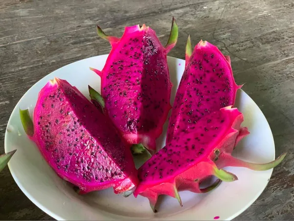 Delicious_&_Healthy_Dragon_Fruit_Plant_&_Tree_(1.5-3.5_Ft_Height)_For_Gardening,_Pack_Of_1