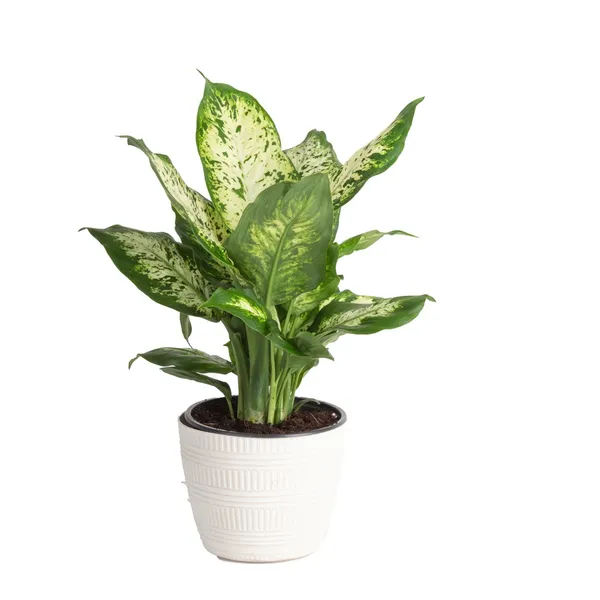 Dieffenbachia_Iconic_Leaves_Best_House_Plant_For_Your_Office/Home/Garden_Decor_(Air_Purifying,_Pack_Of_1)