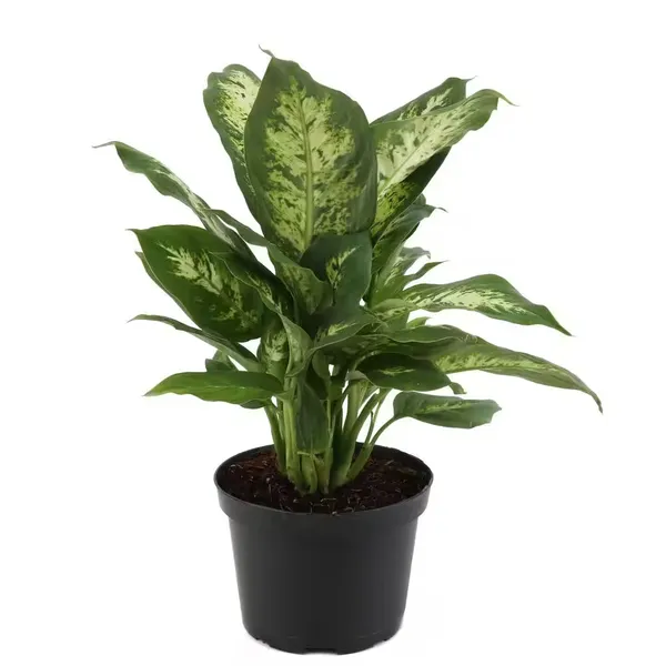 Dieffenbachia_Iconic_Leaves_Best_House_Plant_For_Your_Office/Home/Garden_Decor_(Air_Purifying,_Pack_Of_1)