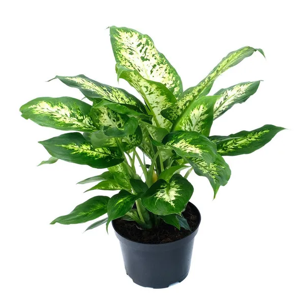 Dieffenbachia_Iconic_Leaves_Best_House_Plant_For_Your_Office/Home/Garden_Decor_(Air_Purifying,_Pack_Of_1)