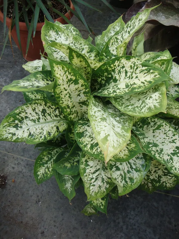 Dieffenbachia_Iconic_Leaves_Best_House_Plant_For_Your_Office/Home/Garden_Decor_(Air_Purifying,_Pack_Of_1)