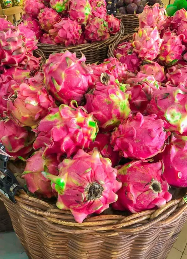 Dragon_Fruit_Plant_–_Fast-Growing_Hylocereus_Cactus_for_Home_Garden,_Easy_to_Grow,_Fruiting_Tropical_Plant_for_Pots_or_Outdoors