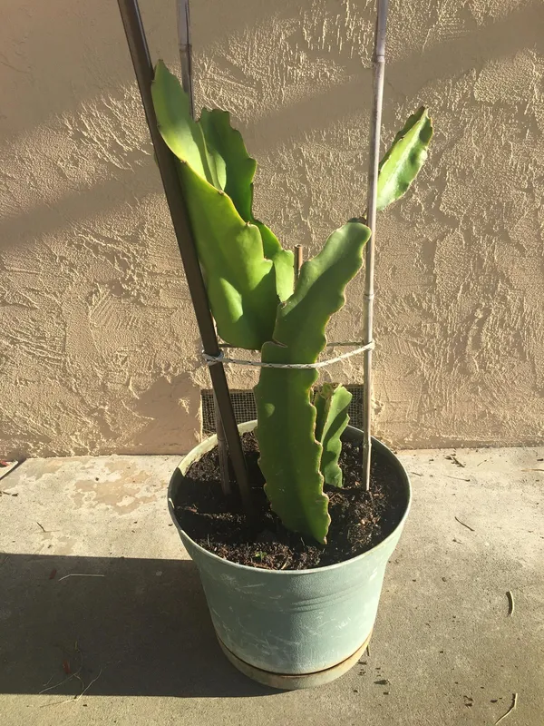 Dragon_Fruit_Plant_–_Fast-Growing_Hylocereus_Cactus_for_Home_Garden,_Easy_to_Grow,_Fruiting_Tropical_Plant_for_Pots_or_Outdoors