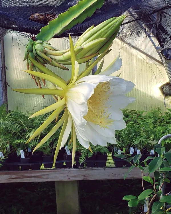 Dragon_Fruit_Plant_–_Fast-Growing_Hylocereus_Cactus_for_Home_Garden,_Easy_to_Grow,_Fruiting_Tropical_Plant_for_Pots_or_Outdoors