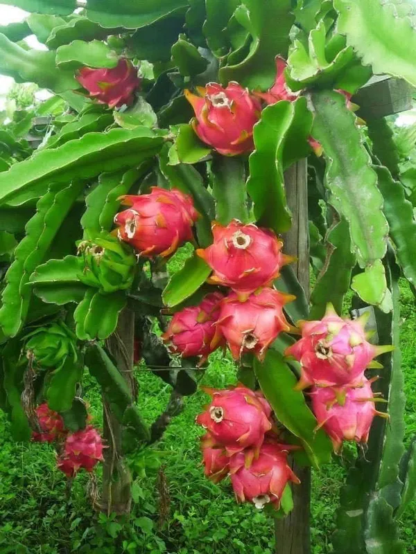 Dragon_Fruit_Plant_–_Fast-Growing_Hylocereus_Cactus_for_Home_Garden,_Easy_to_Grow,_Fruiting_Tropical_Plant_for_Pots_or_Outdoors