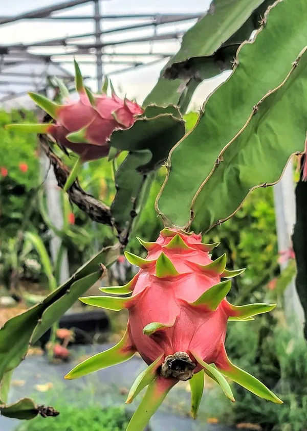 Dragon_Fruit_Plant_–_Fast-Growing_Hylocereus_Cactus_for_Home_Garden,_Easy_to_Grow,_Fruiting_Tropical_Plant_for_Pots_or_Outdoors
