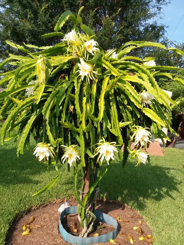 Dragon_Fruit_Plant_–_Fast-Growing_Hylocereus_Cactus_for_Home_Garden,_Easy_to_Grow,_Fruiting_Tropical_Plant_for_Pots_or_Outdoors