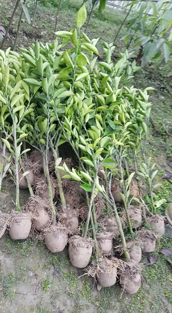 Nagpur_Orange_(Grafted)_-_Fruit_Plants_&_Tree_(1.5-2.5_Ft_Size)_Hybrid_Healthy_Plant_And_Tree