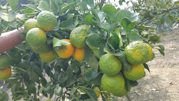 Nagpur_Orange_(Grafted)_-_Fruit_Plants_&_Tree_(1.5-2.5_Ft_Size)_Hybrid_Healthy_Plant_And_Tree