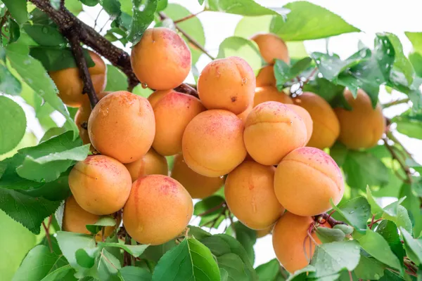 Early_Golden_Apricot_Fruit_Plant_&_Tree_For_Home_Garden_(1.5-3.5_Ft_Height)_Well_Watered_Healthy_Apricot_Fruit_Plant_(Pack_Of_1)