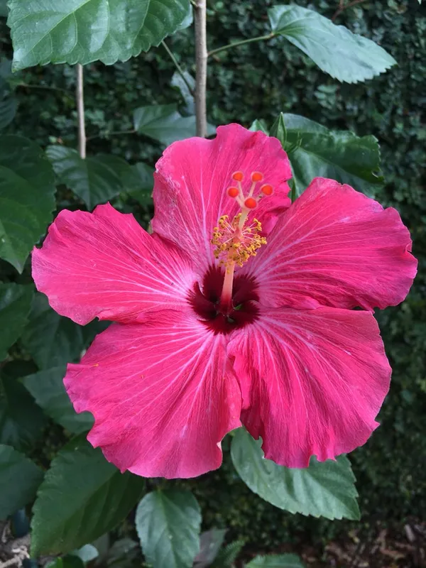Easy-Care_Pink_Hibiscus_Flowering_Plant_(1.5-2_Ft_Height)_for_Pots,_Balconies_&_Gardens_-_Pack_Of_1