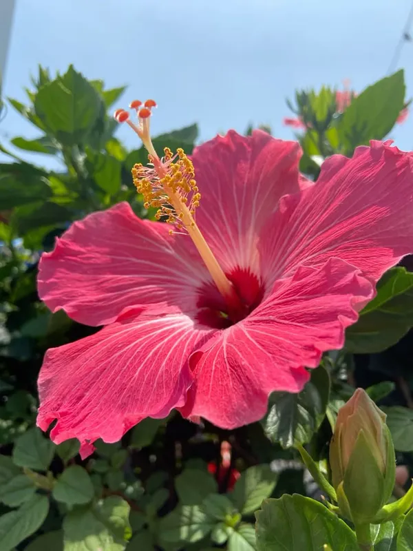 Easy-Care_Pink_Hibiscus_Flowering_Plant_(1.5-2_Ft_Height)_for_Pots,_Balconies_&_Gardens_-_Pack_Of_1