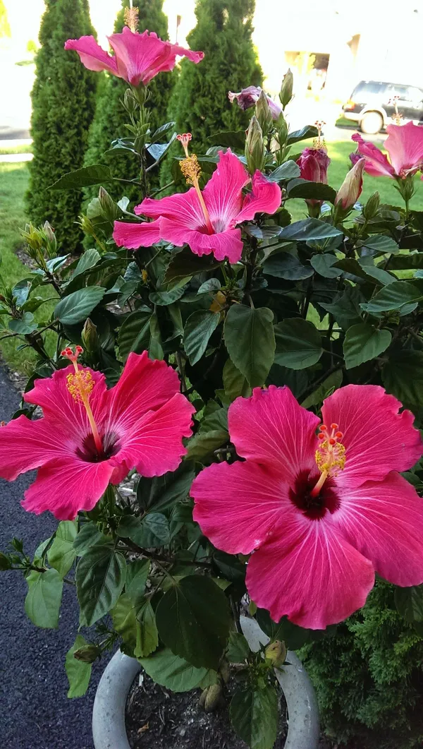 Easy-Care_Pink_Hibiscus_Flowering_Plant_(1.5-2_Ft_Height)_for_Pots,_Balconies_&_Gardens_-_Pack_Of_1