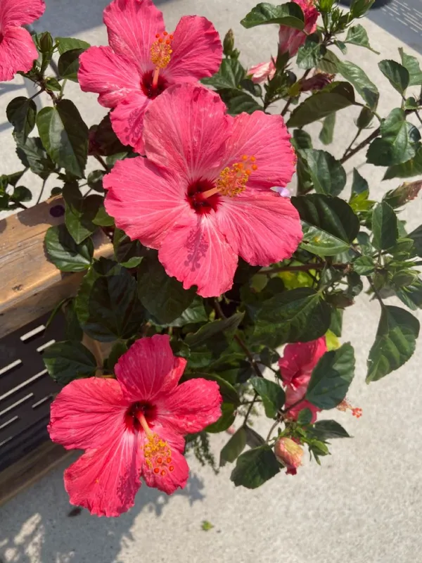 Easy-Care_Pink_Hibiscus_Flowering_Plant_(1.5-2_Ft_Height)_for_Pots,_Balconies_&_Gardens_-_Pack_Of_1