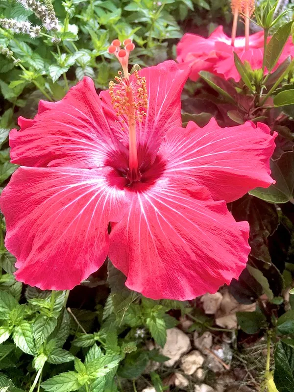 Easy-Care_Pink_Hibiscus_Flowering_Plant_(1.5-2_Ft_Height)_for_Pots,_Balconies_&_Gardens_-_Pack_Of_1