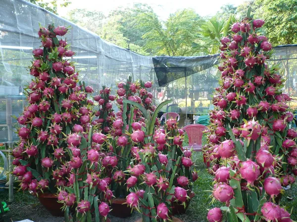 Easy_To_Care_Hybrid_Dragon_Fruit_Plant_&_Tree_For_Garden_(Pack_Of_1)
