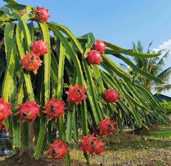 Easy_To_Care_Hybrid_Dragon_Fruit_Plant_&_Tree_For_Garden_(Pack_Of_1)
