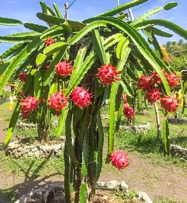 Easy_To_Care_Hybrid_Dragon_Fruit_Plant_&_Tree_For_Garden_(Pack_Of_1)
