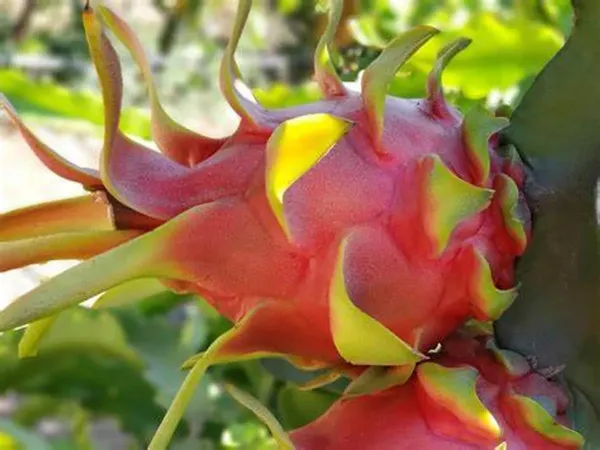 Easy_To_Care_Hybrid_Dragon_Fruit_Plant_&_Tree_For_Garden_(Pack_Of_1)