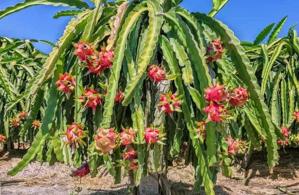 Easy_To_Care_Hybrid_Dragon_Fruit_Plant_&_Tree_For_Garden_(Pack_Of_1)