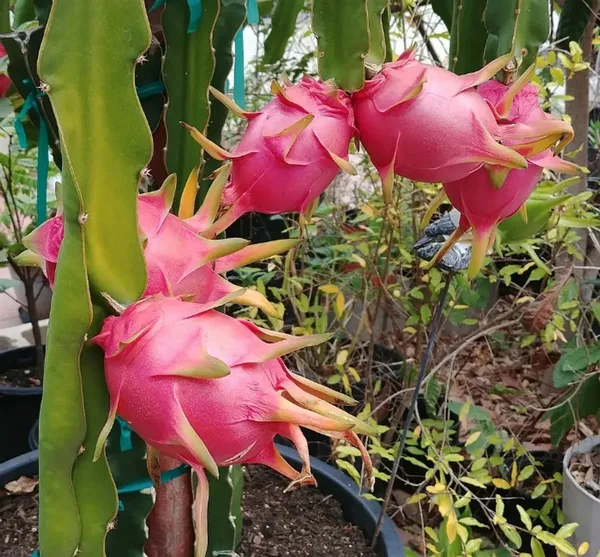Easy_To_Care_Hybrid_Dragon_Fruit_Plant_&_Tree_For_Garden_(Pack_Of_1)