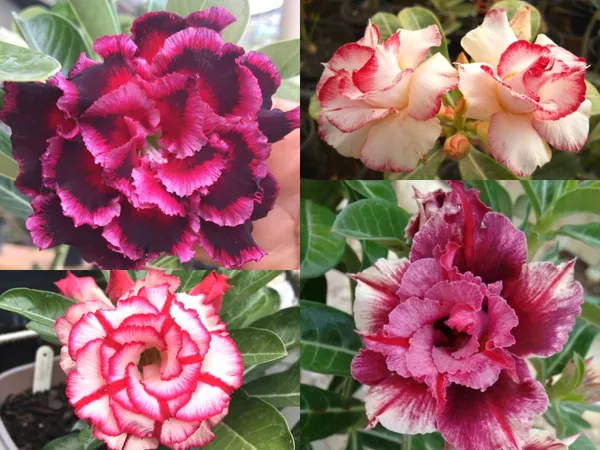 Easy_To_Grow_Adenium_Desert_Rose_Flowering_Plant_(Pack_Of_4)_For_Home_Garden