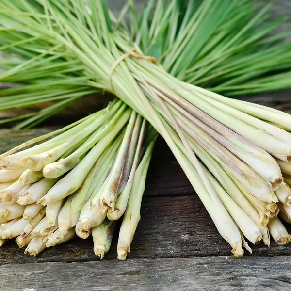 Easy_To_Grow_Lemon_Grass_Plant_For_Home_Garden,_Pack_Of_1