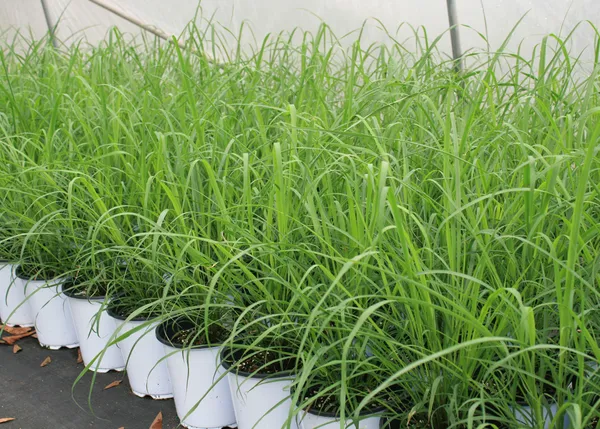 Easy_To_Grow_Lemon_Grass_Plant_For_Home_Garden,_Pack_Of_1