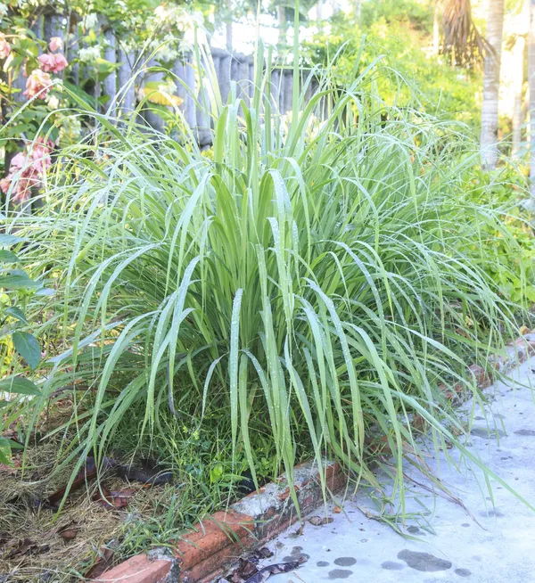 Easy_To_Grow_Lemon_Grass_Plant_For_Home_Garden,_Pack_Of_1