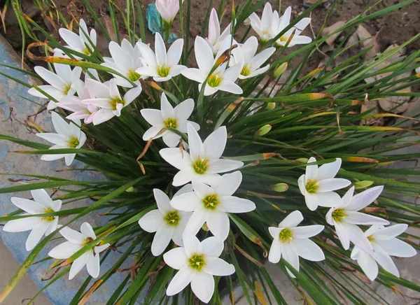 Easy_To_Grow_Rain_Lily_Mix_Color_Flower_Bulbs_For_Home_Garden,_Pack_Of_5