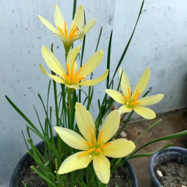 Easy_To_Grow_Rain_Lily_Mix_Color_Flower_Bulbs_For_Home_Garden,_Pack_Of_5