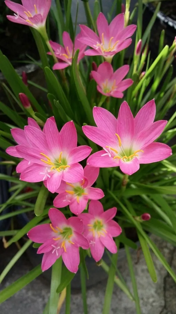 Easy_To_Grow_Rain_Lily_Mix_Color_Flower_Bulbs_For_Home_Garden,_Pack_Of_5