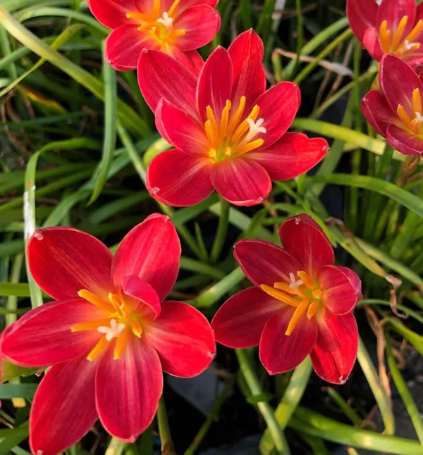 Easy_To_Grow_Rain_Lily_Mix_Color_Flower_Bulbs_For_Home_Garden,_Pack_Of_5