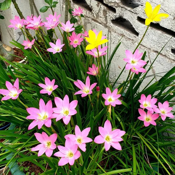 Easy_To_Grow_Rain_Lily_Mix_Color_Flower_Bulbs_For_Home_Garden,_Pack_Of_5