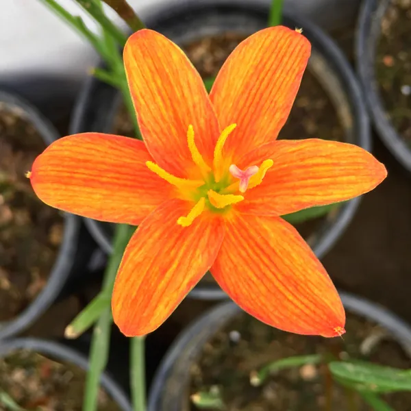 Easy_To_Grow_Rain_Lily_Mix_Color_Flower_Bulbs_For_Home_Garden,_Pack_Of_5
