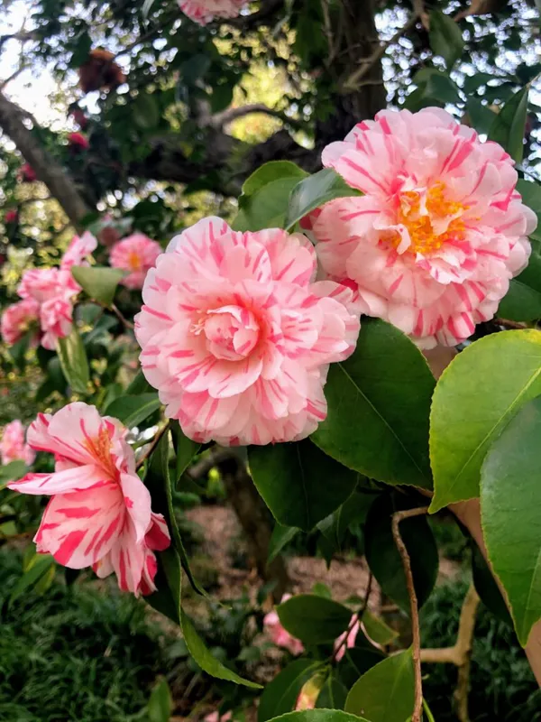 Camellia_1.5-3.5_Ft__Flower_Plant_(Pack_Of_1)