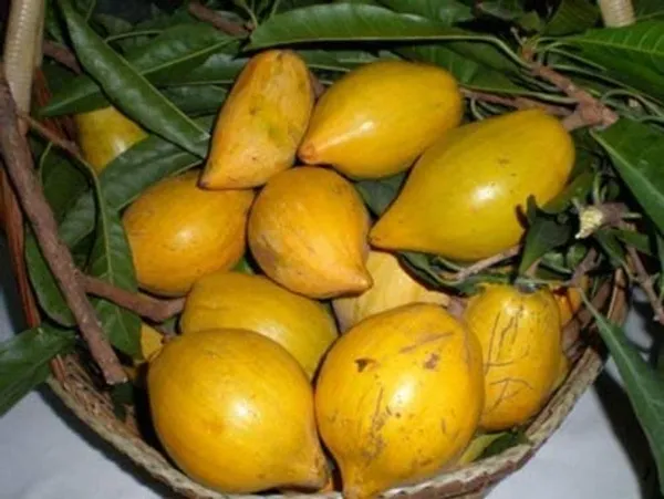 Egg_Fruit_Plant_Rare_Exotic_Tropical_Canistel_Pouteria_Campechiana_Yellow_Sapote_Trees_Garden_Plant(1_Healthy_Plant)