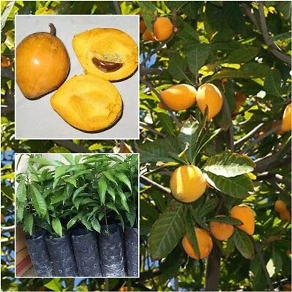 Egg_Fruit_Plant_Rare_Exotic_Tropical_Canistel_Pouteria_Campechiana_Yellow_Sapote_Trees_Garden_Plant(1_Healthy_Plant)