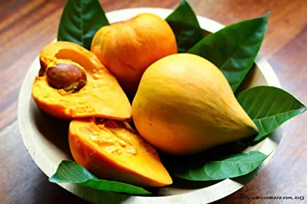 Egg_Fruit_Plant_Rare_Exotic_Tropical_Canistel_Pouteria_Campechiana_Yellow_Sapote_Trees_Garden_Plant(1_Healthy_Plant)