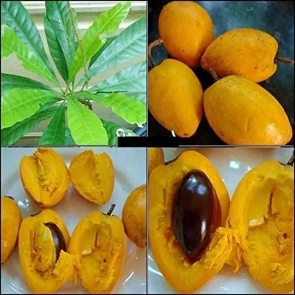 Egg_Fruit_Plant_Rare_Exotic_Tropical_Canistel_Pouteria_Campechiana_Yellow_Sapote_Trees_Garden_Plant(1_Healthy_Plant)