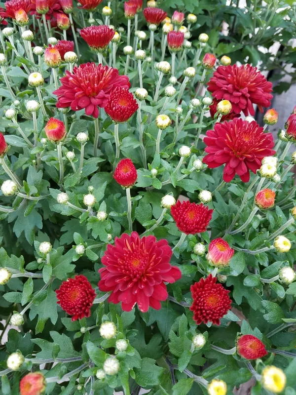 Gorgeous_(Maroon/Dark_Red)_Chrysanthemum__Flowering_Shrub_Plant_Chandramallika_Enhance_Your_Garden_Beauty_(Hybrid,_Pack_Of_1)