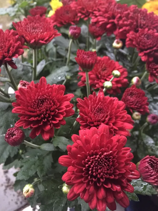 Gorgeous_(Maroon/Dark_Red)_Chrysanthemum__Flowering_Shrub_Plant_Chandramallika_Enhance_Your_Garden_Beauty_(Hybrid,_Pack_Of_1)