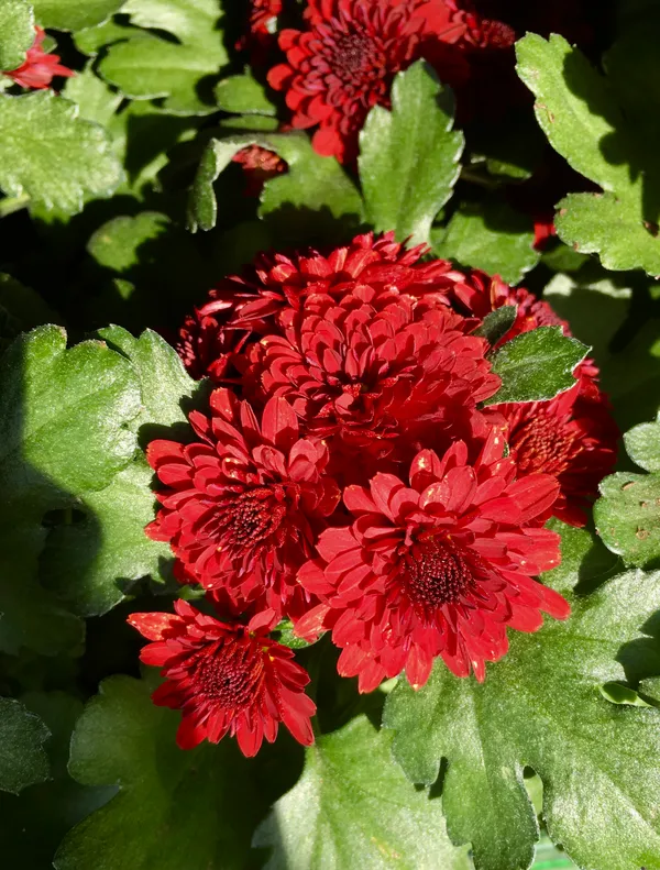 Gorgeous_(Maroon/Dark_Red)_Chrysanthemum__Flowering_Shrub_Plant_Chandramallika_Enhance_Your_Garden_Beauty_(Hybrid,_Pack_Of_1)