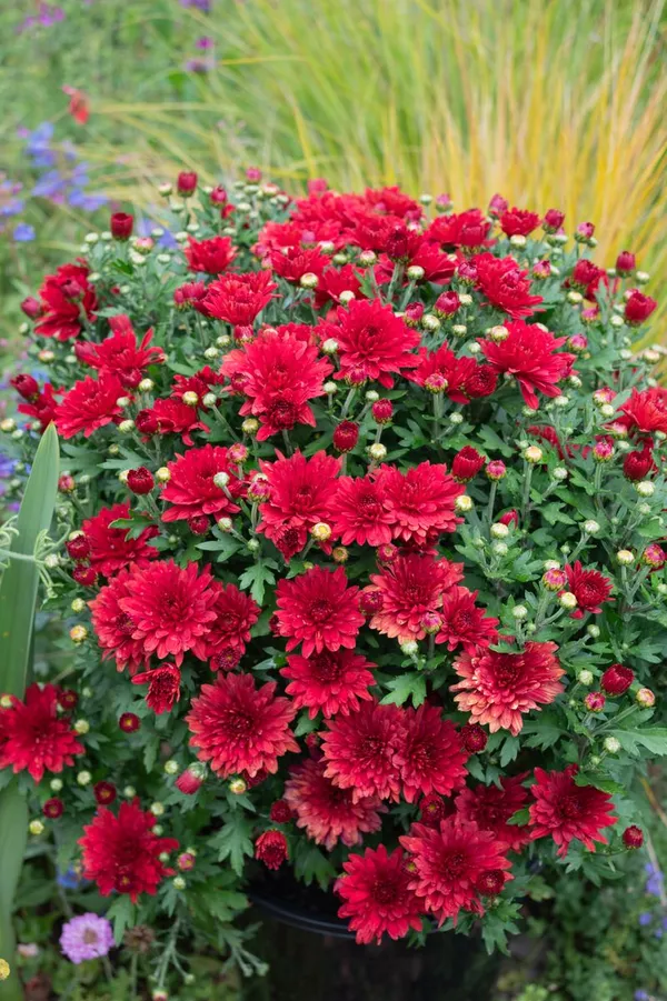 Gorgeous_(Maroon/Dark_Red)_Chrysanthemum__Flowering_Shrub_Plant_Chandramallika_Enhance_Your_Garden_Beauty_(Hybrid,_Pack_Of_1)