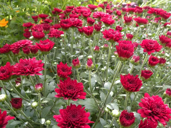 Gorgeous_(Maroon/Dark_Red)_Chrysanthemum__Flowering_Shrub_Plant_Chandramallika_Enhance_Your_Garden_Beauty_(Hybrid,_Pack_Of_1)
