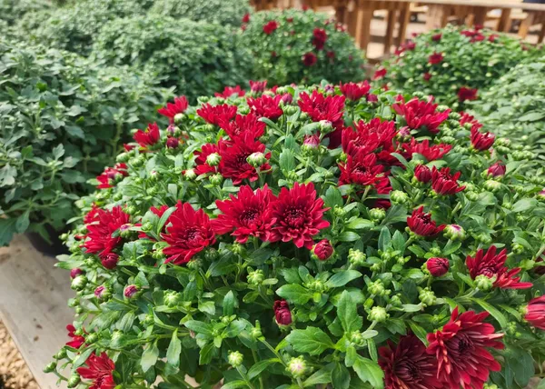 Gorgeous_(Maroon/Dark_Red)_Chrysanthemum__Flowering_Shrub_Plant_Chandramallika_Enhance_Your_Garden_Beauty_(Hybrid,_Pack_Of_1)