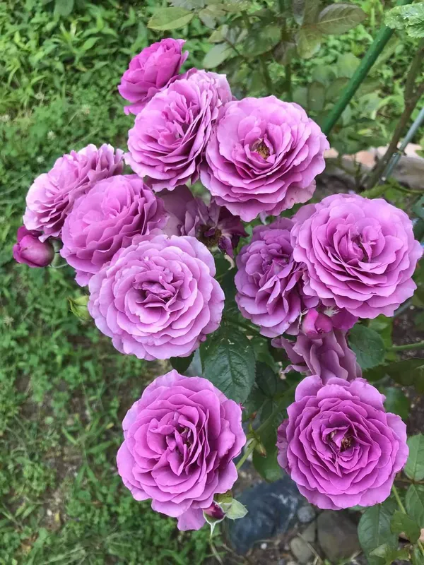 Elegant_Violet_Rose_Flowering_Plant_for_Home_Décor,_Balcony_&_Garden_–_Natural_Plant_(1.5-3.5_Ft_Height)_Pack_Of_1