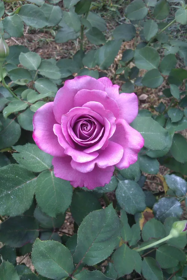 Elegant_Violet_Rose_Flowering_Plant_for_Home_Décor,_Balcony_&_Garden_–_Natural_Plant_(1.5-3.5_Ft_Height)_Pack_Of_1