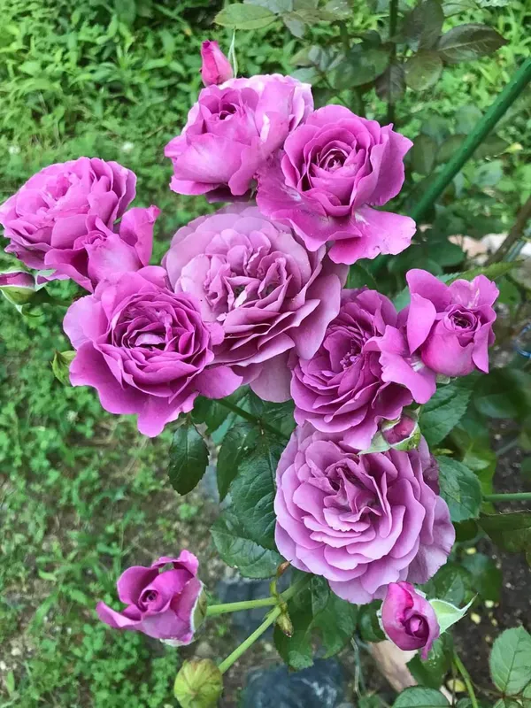 Elegant_Violet_Rose_Flowering_Plant_for_Home_Décor,_Balcony_&_Garden_–_Natural_Plant_(1.5-3.5_Ft_Height)_Pack_Of_1