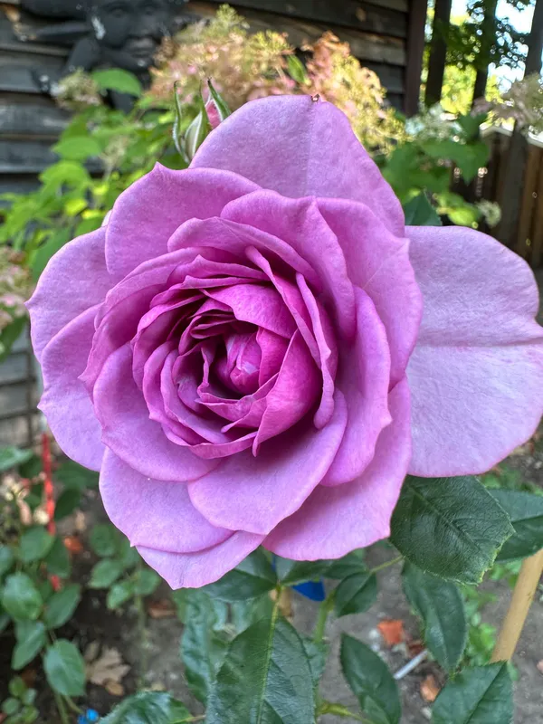 Elegant_Violet_Rose_Flowering_Plant_for_Home_Décor,_Balcony_&_Garden_–_Natural_Plant_(1.5-3.5_Ft_Height)_Pack_Of_1